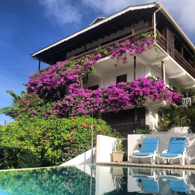 Happy new year with a bunch of blooming flowers from St. Lucia! Have a wonderful and heathy 2021! Hang loose! #pool #kitesurf #kitesurfing #kitelife #kitesurfers #stlucia #paradise #caribbean #island #islandlife #livingthedream #vacation #travel #tropical #holiday #summer #travelphotography #oceanview #wanderlust #traveldestination #traveling #travelblogger #beautiful #picoftheday #photooftheday #digitalnomad #digitalnomads #digitalnomadlife #digitalnomade #homeoffice