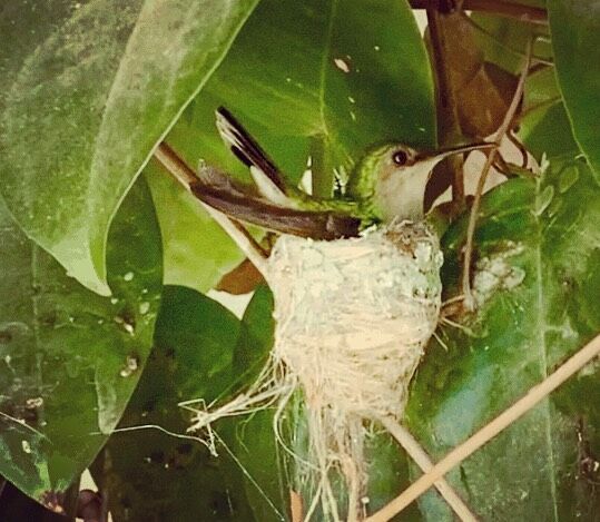 Hummingbird breeding in the trumpet vine that grows all over the guesthouse. Tropical garden vibes in between Mango trees, Bananas, Papayas and other amazing tropical plants. You can watch them flying from flower to flower right from the balcony. #stlucia #paradise #caribbean #island #ocean #islandlife #livingthedream #vacation #travel #beach #tropical #holiday #summer #tropics #travelphotography #oceanview #wanderlust #traveldestination #traveling #travelblogger #beautiful #picoftheday #photooftheday