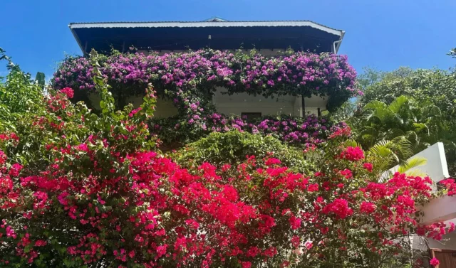 Greetings from La Panache 🌸  Our garden is in full bloom — pink and purple bursting with island joy. Sending you a little piece of paradise from St. Lucia 🌴  #IslandGetaway #Tropical #DiscoverCaribbean #TravelMore #HiddenParadise #CaribbeanTravel #IslandDreams #OceanViewStay #TravelGoals #Wanderlust